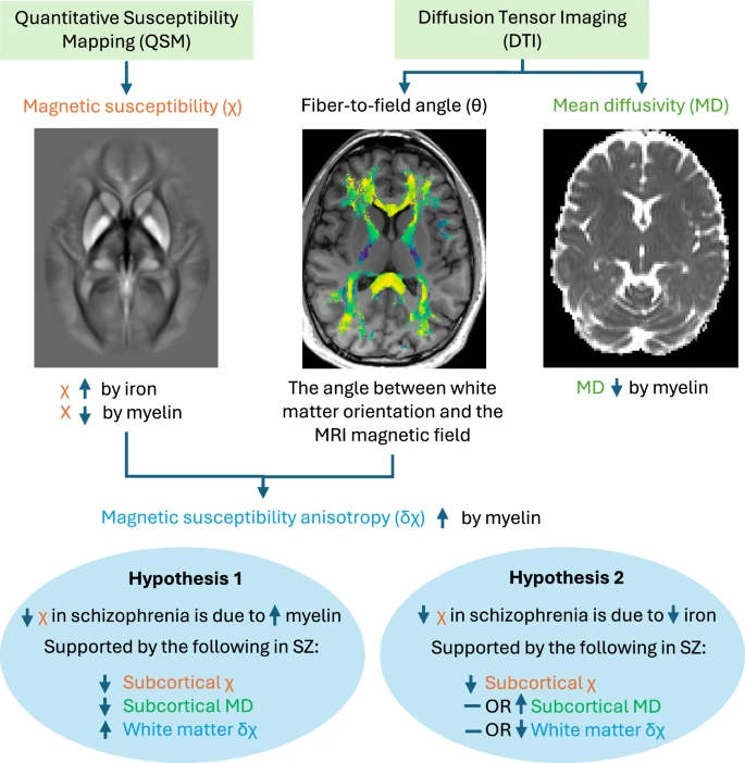 Schizophrenia May Be Linked to Iron and Myelin Deficits in the Brain, New Neuroimaging Study Reveals