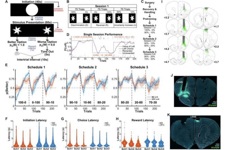 Newly Discovered Brain Cells Help Us Handle Uncertainty